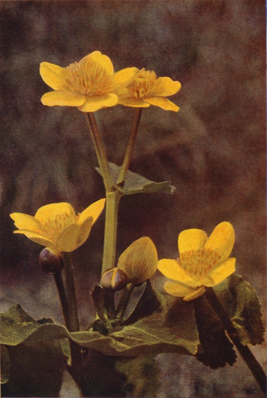 Vadvirágok: Marsh Marigold (színes fotó) alkotó: Charles Essenhigh Corke