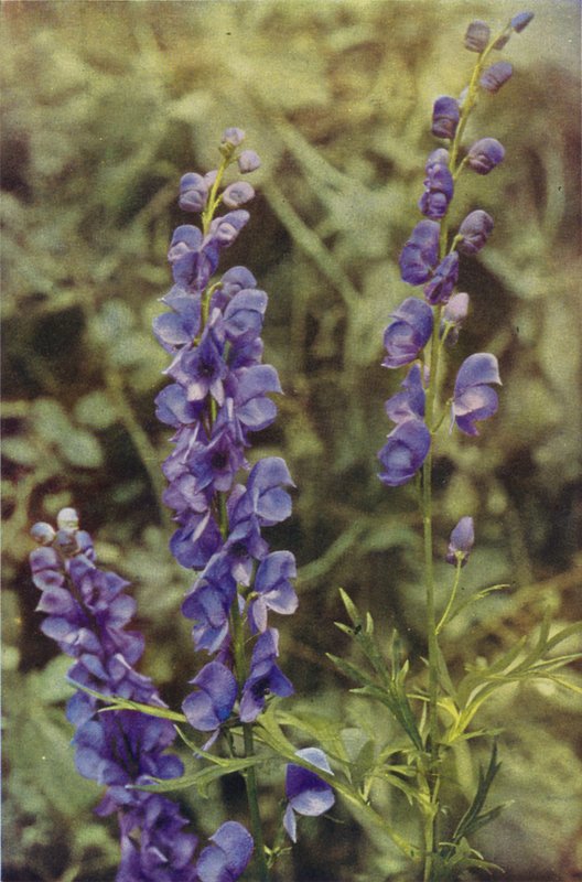 Vadvirágok: Monkshood (színes fotó) alkotó: Charles Essenhigh Corke
