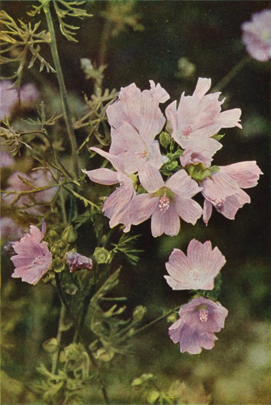 Vadvirágok: Musk Mallow (színes fotó) alkotó: Charles Essenhigh Corke