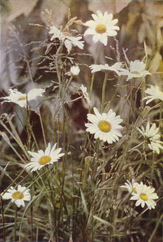 Vadvirágok: Ox-Eye Daisy (színes fotó) alkotó: Charles Essenhigh Corke