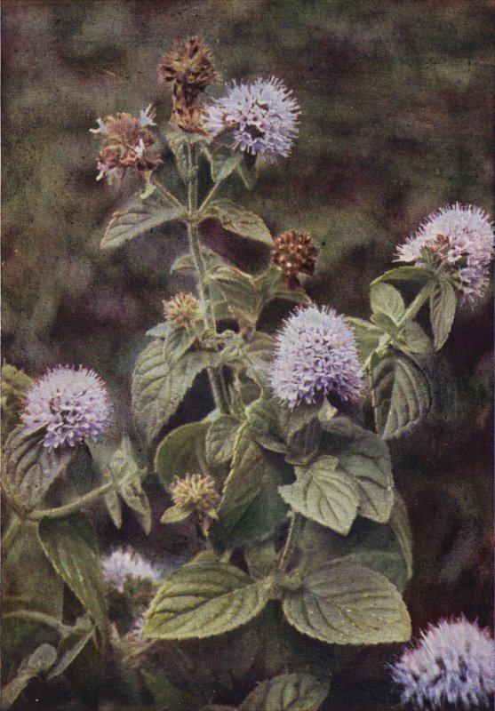 Vadvirágok: borsmenta (színes fotó) alkotó: Charles Essenhigh Corke