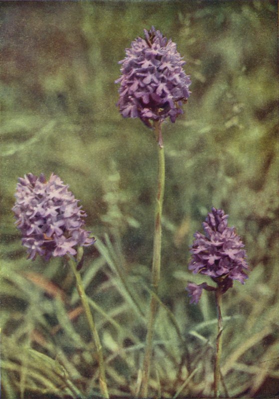 Vadvirágok: Piramis Orchis (színes fotó) alkotó: Charles Essenhigh Corke
