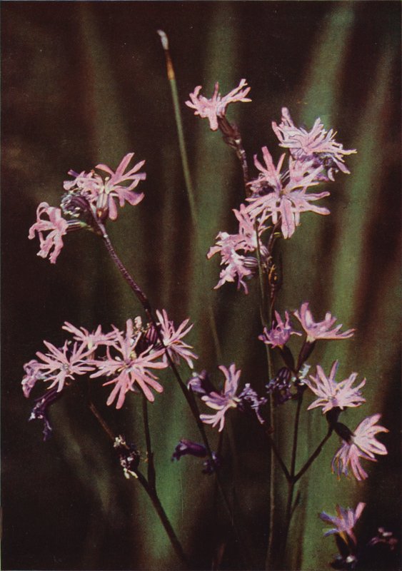 Vadvirágok: Ragged Robin (színes fotó) alkotó: Charles Essenhigh Corke