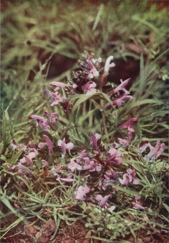 Vadvirágok: Red Rattle (színes fotó) alkotó: Charles Essenhigh Corke