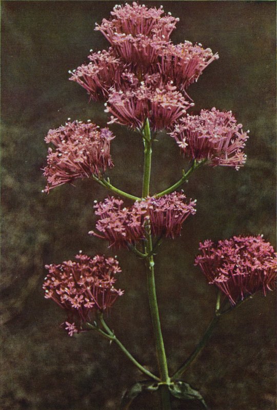 Vadvirágok: Red Valerian (színes fotó) alkotó: Charles Essenhigh Corke