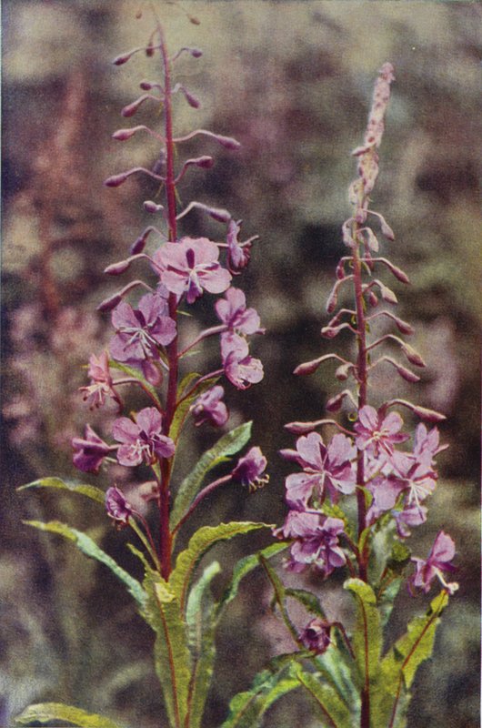 Vadvirágok: Rose-Bay Willow Herb (színes fotó) alkotó: Charles Essenhigh Corke