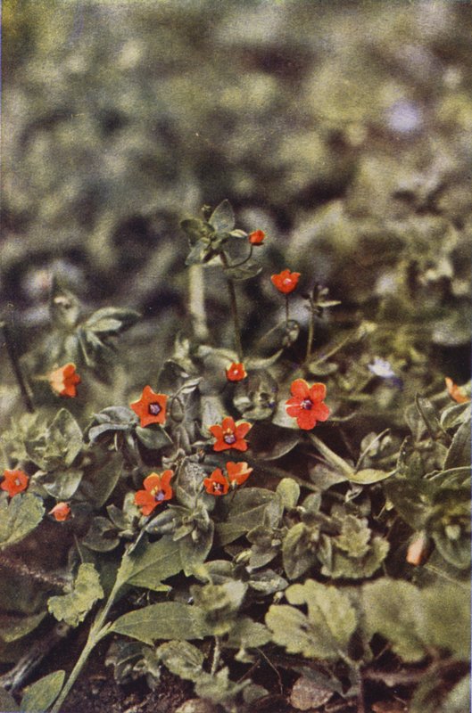 Vadvirágok: Scarlet Pimpernel (színes fotó) alkotó: Charles Essenhigh Corke