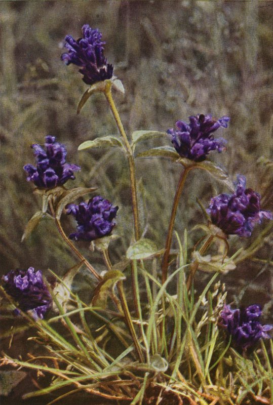 Vadvirágok: Self-Heal (színes fotó) alkotó: Charles Essenhigh Corke