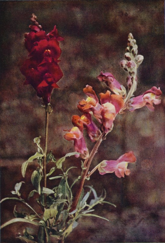 Vadvirágok: Snapdragon (színes fotó) alkotó: Charles Essenhigh Corke