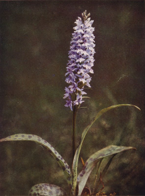 Vadvirágok: Foltos Orchis (színes fotó) alkotó: Charles Essenhigh Corke