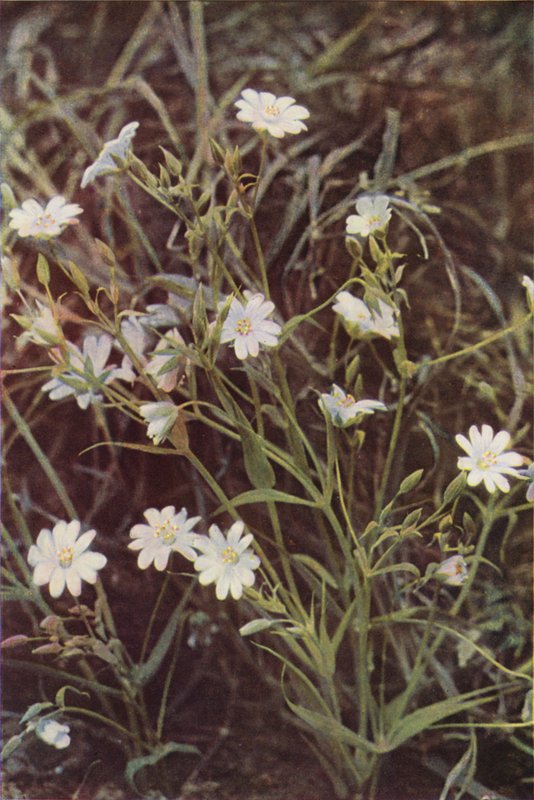 Vadvirágok: Stitchwort (színes fotó) alkotó: Charles Essenhigh Corke