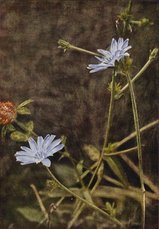 Vadvirágok: Succory (színes fotó) alkotó: Charles Essenhigh Corke