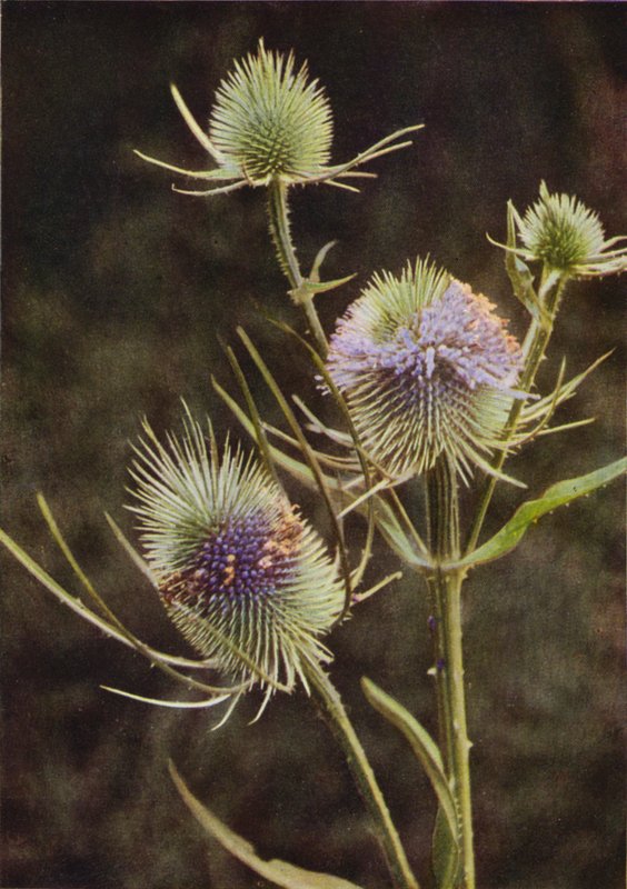 Vadvirágok: Teasel (színes fotó) alkotó: Charles Essenhigh Corke