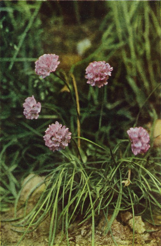 Vadvirágok: Thrift (színes fotó) alkotó: Charles Essenhigh Corke