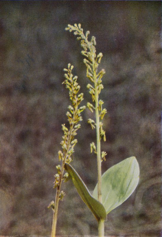Vadvirágok: Twayblade (színes fotó) alkotó: Charles Essenhigh Corke