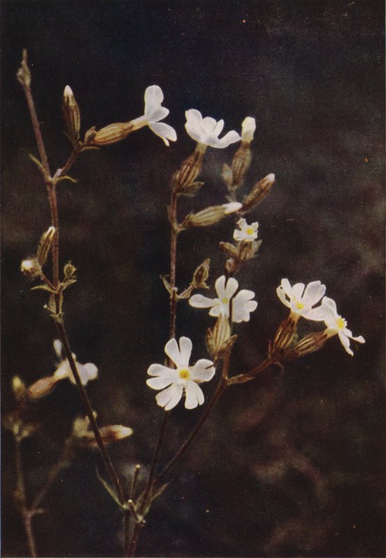 Vadvirágok: White Campion (színes fotó) alkotó: Charles Essenhigh Corke
