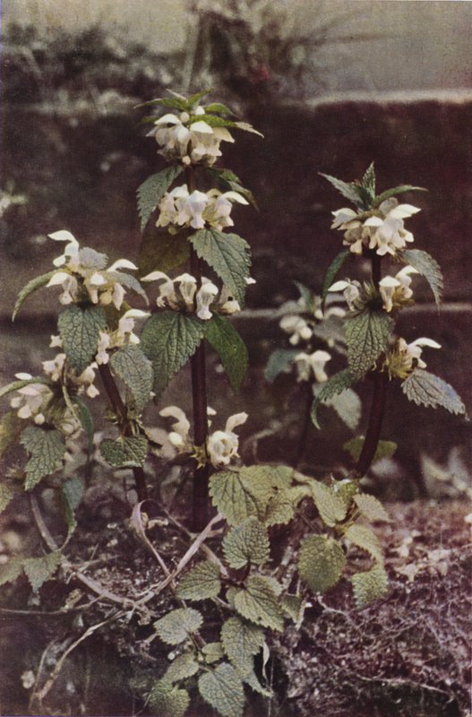 Vadvirágok: White Deadnettle (színes fotó) alkotó: Charles Essenhigh Corke