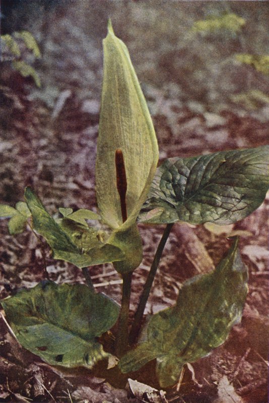 Vadvirágok: Wild Arum (színes fotó) alkotó: Charles Essenhigh Corke