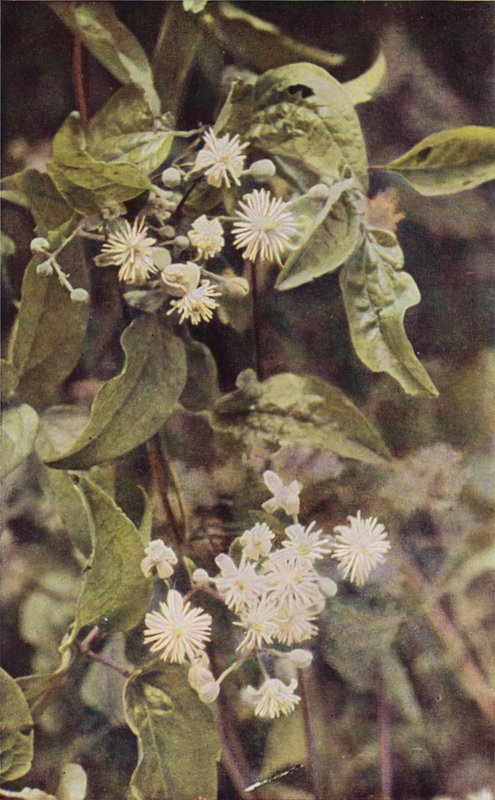 Vadvirágok: Wild Clematis (színes fotó) alkotó: Charles Essenhigh Corke