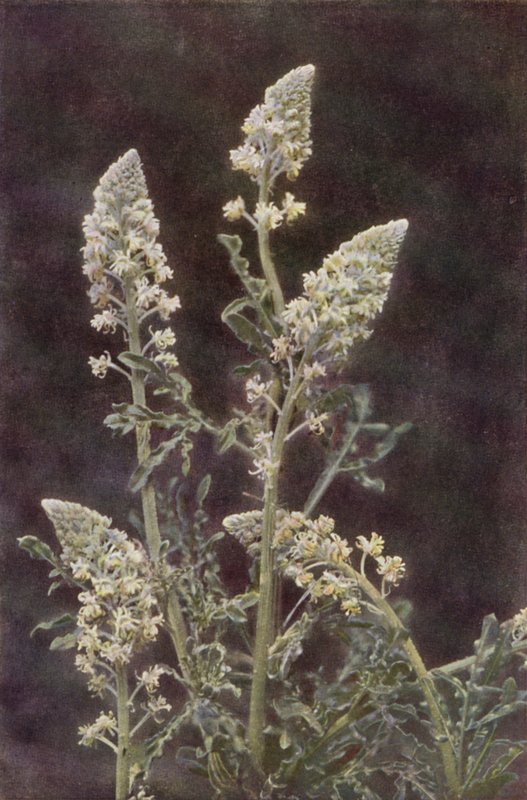 Vadvirágok: Wild Mignonette (színes fotó) alkotó: Charles Essenhigh Corke
