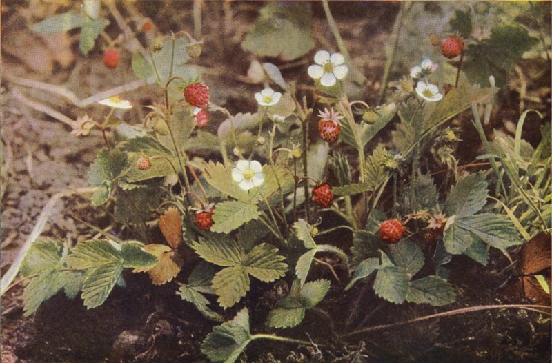 Vadvirágok: Vadeper (színes fotó) alkotó: Charles Essenhigh Corke