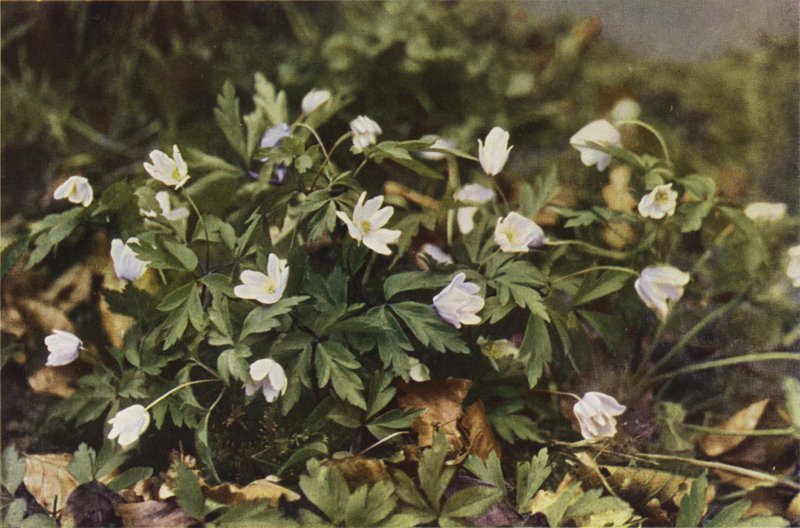 Vadvirágok: Wood Anemone (színes fotó) alkotó: Charles Essenhigh Corke