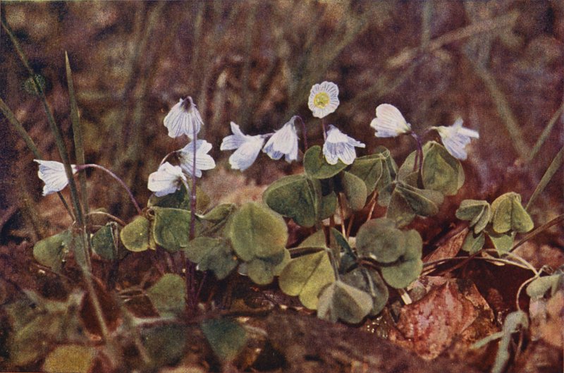 Vadvirágok: Erdei sóska (színes fotó) alkotó: Charles Essenhigh Corke