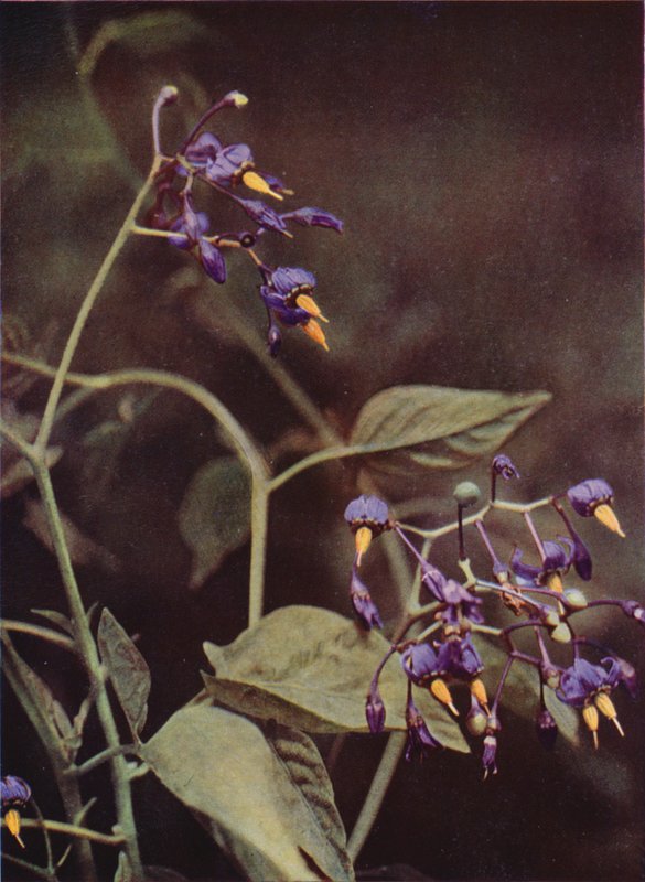 Vadvirágok: Woody Nightshade (színes fotó) alkotó: Charles Essenhigh Corke