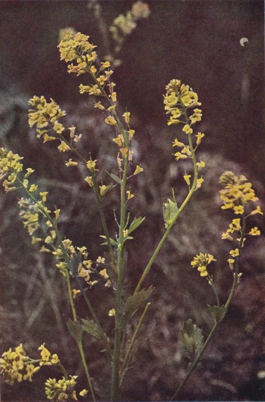 Vadvirágok: Yellow Rocket (színes fotó) alkotó: Charles Essenhigh Corke