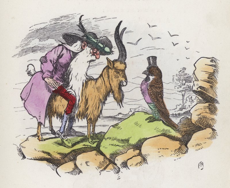 Egy legszemtelenebb madár (színes metszet) alkotó: Charles Henry (after) Bennett