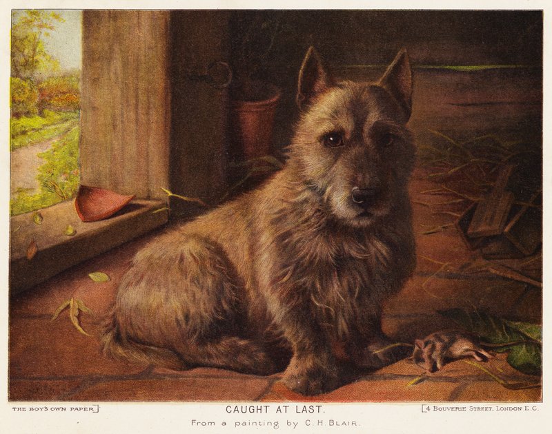 Végre elkapva (színes litó) alkotó: Charles Henry Blair