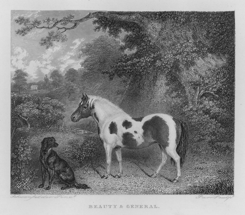 Szépség és általános (metszet) alkotó: Charles Henry Schwanfelder