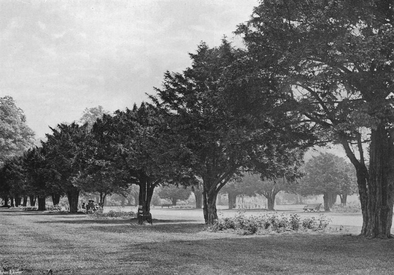 A Yews at Hampton Court napjainkban (f/w fotó) alkotó: Charles Latham