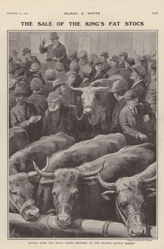 A windsori királyi farmokról származó marhák eladók a Slough marhapiacon, Berkshire (litho) alkotó: Charles Mills (after) Sheldon
