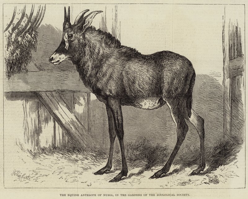 Núbia lóantilopja, az Állattani Társaság kertjeiben alkotó: Charles William Carter