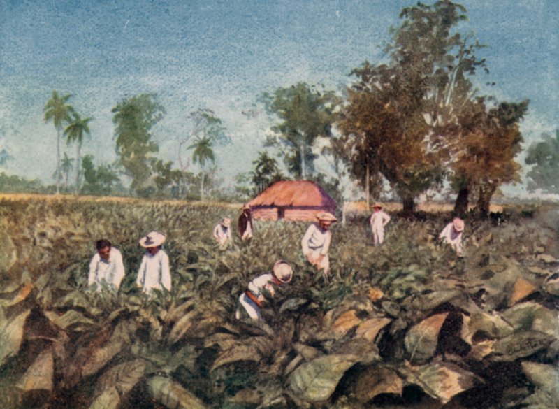 Dohányültetvény, Kuba (színes litho) alkotó: Claude Pratt