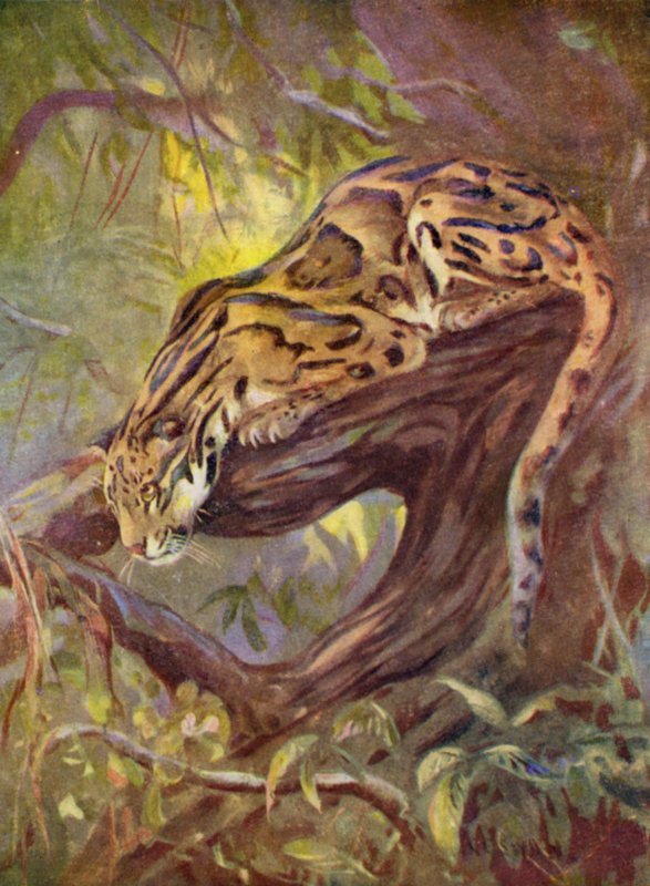 Az állatkertben: felhős leopárd (színes litó) alkotó: Cuthbert Edmund Swan