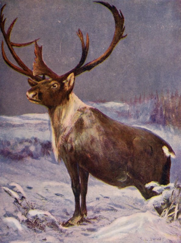 Az állatkertben: rénszarvas (színes litó) alkotó: Cuthbert Edmund Swan