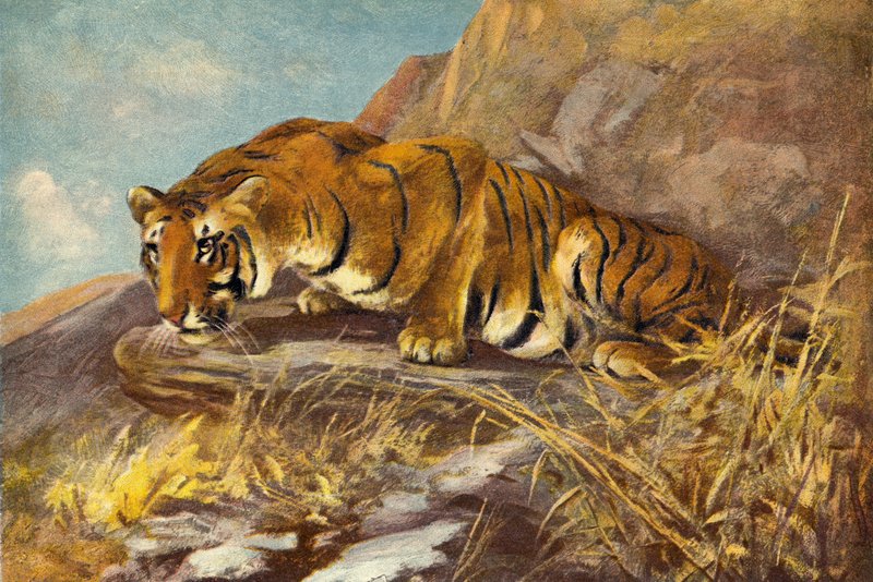 Figyeli a következő étkezését alkotó: Cuthbert Edmund Swan