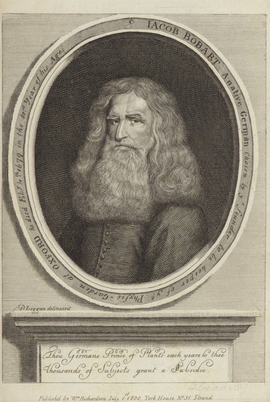 Jacob Bobart alkotó: David Loggan