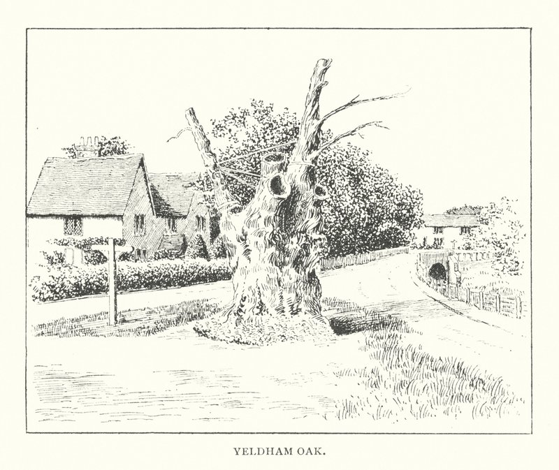 Yeldham Oak (litográfia) alkotó: Duncan Moul
