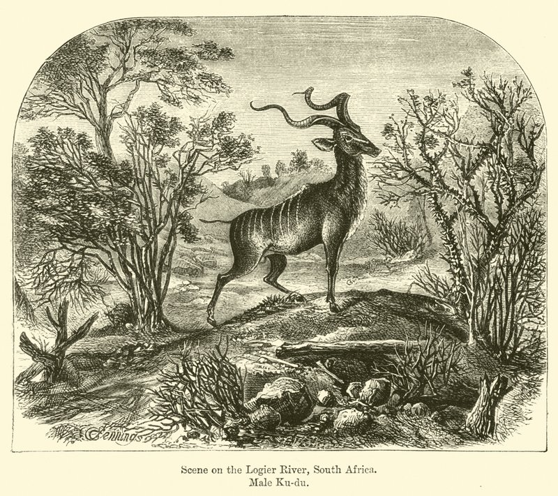 Jelenet a Logier folyón, Dél-Afrika, Male Ku-du alkotó: E. Jennings