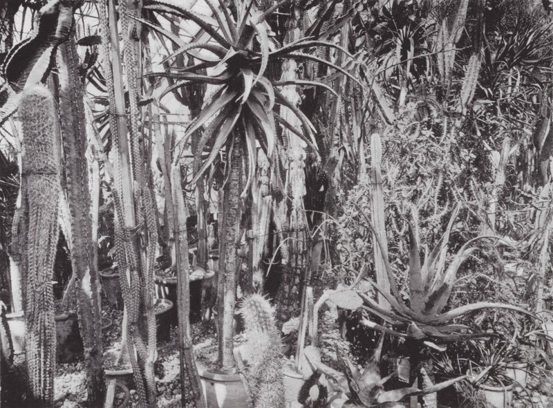 Kew Gardens, 1900 körül (fekete-fehér fotó) alkotó: E. J. Wallis