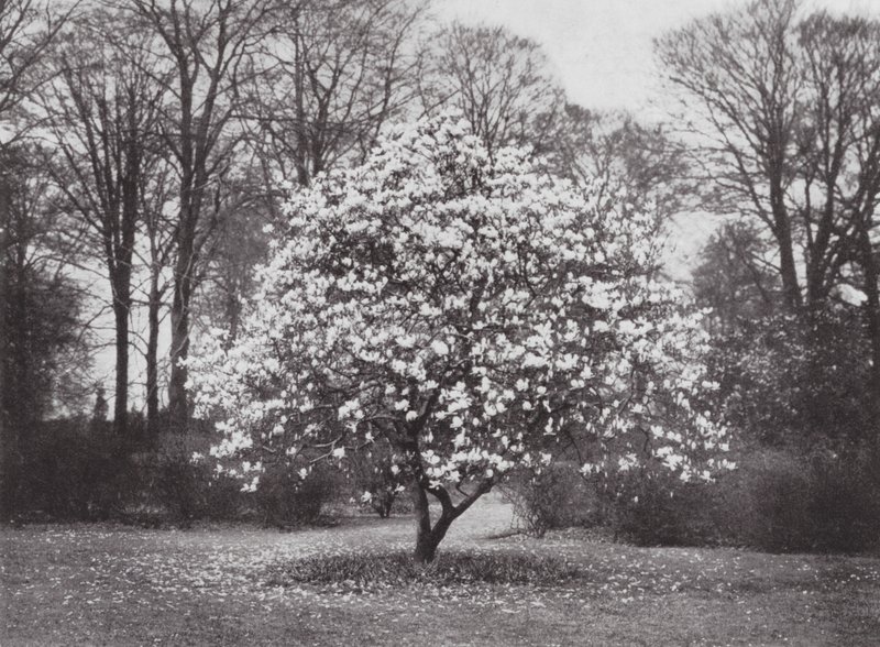 Kew Gardens, 1900 körül (fekete-fehér fotó) alkotó: E. J. Wallis