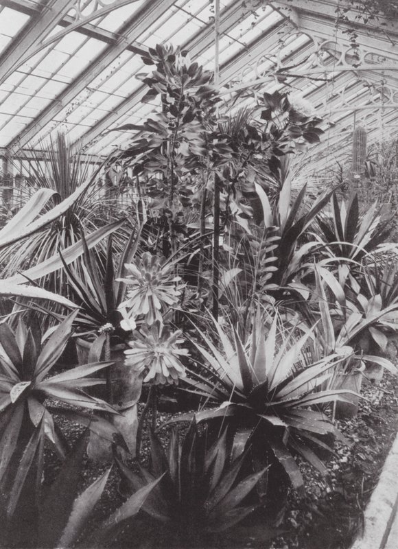 Kew Gardens, 1900 körül (fekete-fehér fotó) alkotó: E. J. Wallis