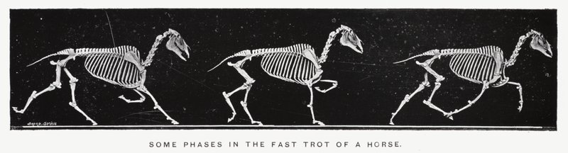 Eadweard Muybridge: Néhány fázis a ló gyors ügetésében (f/w fotó) alkotó: Eadweard Muybridge