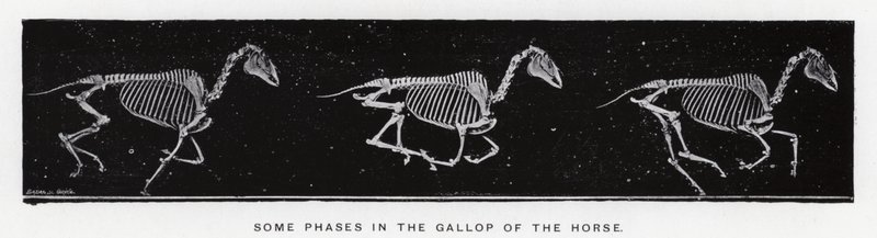 Eadweard Muybridge: Néhány fázis a ló galoppjában alkotó: Eadweard Muybridge