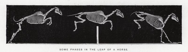 Eadweard Muybridge: Néhány fázis a lóugrásban (f/w fotó) alkotó: Eadweard Muybridge