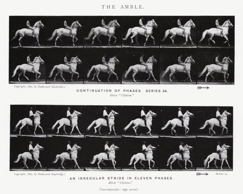 Eadweard Muybridge: The Amble (f/w fotó) alkotó: Eadweard Muybridge