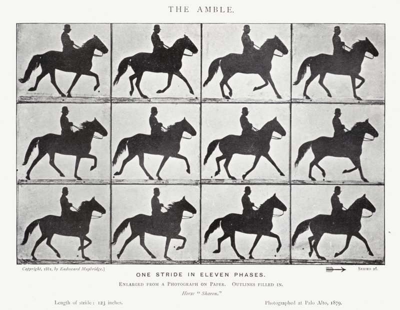 Eadweard Muybridge: The Amble (f/w fotó) alkotó: Eadweard Muybridge